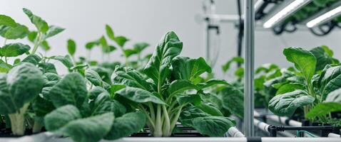 Growing Fresh Produce with Advanced Hydroponic Systems. photo