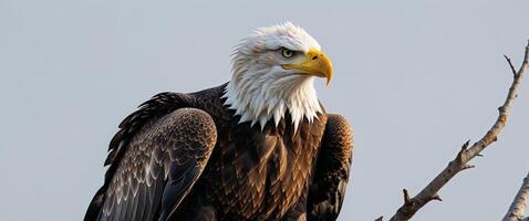 A bald eagle is perched on a branch photo