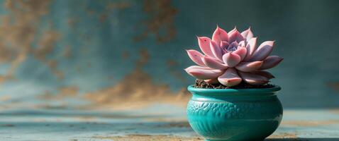 Pink Succulent in Teal Pot on a Textured Background. photo