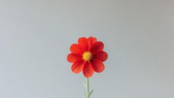 there is a close up of a red flower with yellow center photo