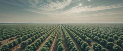 An aerial view of a large field of hemp photo