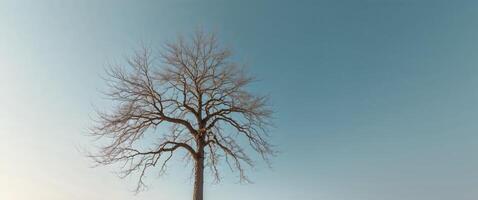 A lone tree stands in the middle of a field photo