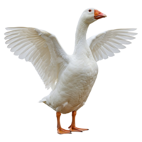 White Goose Spreading Wings on Transparent Background Isolated Image png