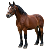 Full Body Portrait of a Horse with Black Mane Visible png