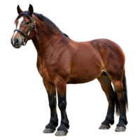 Side Profile of a Horse with Bridle on Clear Background png