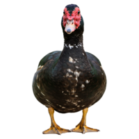 Dark Muscovy Duck Confronts the Camera Directly png