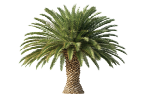 Lush Green Palm Tree with Fern-Like Leaves Displaying Beauty png
