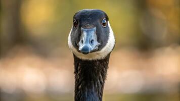 A close up of a goose's head photo