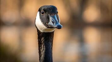 A close up of a goose's head with a blurry background photo
