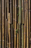 Bamboo Wall Background Texture with Green Leaves Vertical Pattern Design photo
