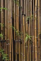 Bamboo Background with Green Leaves Texture Ideal for Natural Designs photo