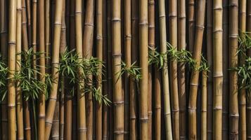 Bamboo Stalks Background with Green Leaves for Nature and Wellness photo