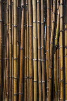 Bamboo Fence Texture Natural Background with Varying Colors and Sunlight photo