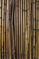 Vertical Bamboo Stalks Create a Natural Background Texture and Pattern photo