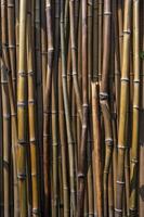 Bamboo Forest Close-up with Natural Light and Vertical Growth photo