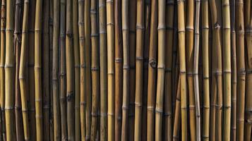 Bamboo Texture Wall Close-up of Natural Fence for Architecture Designs photo