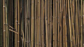 Bamboo Stalks Creating Natural Texture Background with Brown and Green Tones photo