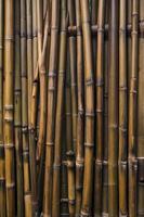 Detailed Bamboo Stalks Create an Organic Textured Background and Design Element photo