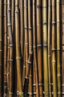 Bamboo Stalks Background Texture of Natural Wall Surface Material photo
