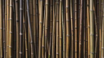 Bamboo Forest Wall Texture with Natural Wooden Stalks Background Image photo
