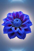 Captivating Blue Dahlia Flower Close-up with Deep Violet Accents and Soft Light photo