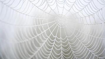 A spider web is covered in dew photo