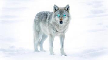 A wolf with blue eyes standing in the snow photo