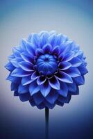 Captivating Blue Dahlia Flower Blooming in Elegant and Serene Still Life photo