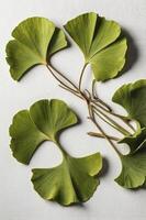 Ginkgo Biloba Leaves Composition Showing Green and Yellow Tones on White photo