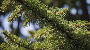 Close-up of Green Pine Branch with Needles in Natural Setting photo