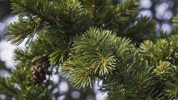 Evergreen Fir Tree Branch Close-up with Pinecone and Needle Details photo