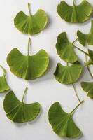 Green Ginkgo Biloba Leaves Arranged on a White Background in Studio photo