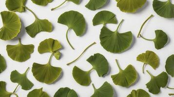 Green Ginkgo Leaves Pattern on White Background Fresh and Natural Style photo