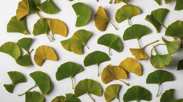 Scattered Gingko Leaves with Green and Yellow Coloration on White Background photo