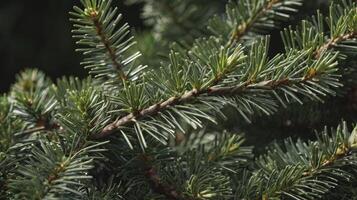 Close-up View of Evergreen Tree Branch with Vibrant Green Needles photo