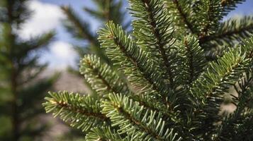 Close Up of Green Pine Tree Branches Against Blue Sky photo