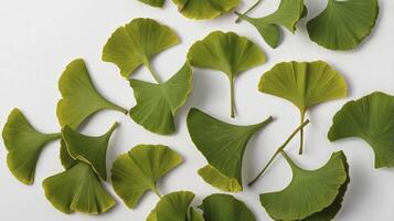 Ginkgo Biloba Leaves Scattered on White Background Flat Lay Shot photo