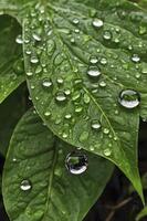 Water Droplets on Green Leaves After Rain Creating Abstract Patterns photo