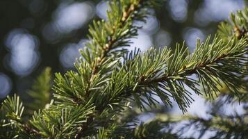 Close-up of Green Pine Tree Branch with Needles Against Blurred Sky photo