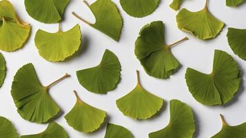 Ginkgo Biloba Leaves Pattern Flat Lay on White Background photo