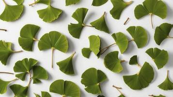Ginkgo Biloba Leaves Pattern on White Background for Design Ideas photo