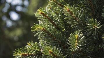 Close Up of Green Pine Tree Branches with Blurred Background photo