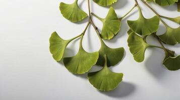 Ginkgo Biloba Branch Displayed Against a Plain Background for Natural Beauty photo