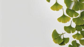 Arrangement of Ginkgo Biloba Leaves on White Background with Copy Space photo