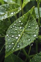 Green Leaf Macro with Water Droplets Fresh Nature After the Rain photo