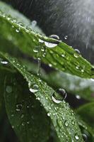 Water Droplets on Green Leaves in Rain Showers Natural Close-up photo