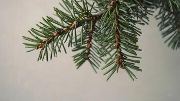 Green Spruce Branch Close-up Fresh Evergreen Conifer in Studio Lighting photo