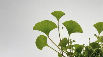 Ginkgo Biloba Fresh Green Leaves Growing Against White Background Still Life photo