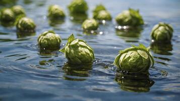 Hops Floating in Water for Craft Beer Brewing and Agriculture photo