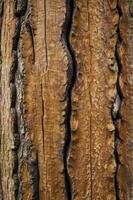 Close-up of Tree Bark Texture with Deep Ridges and Natural Patterns photo